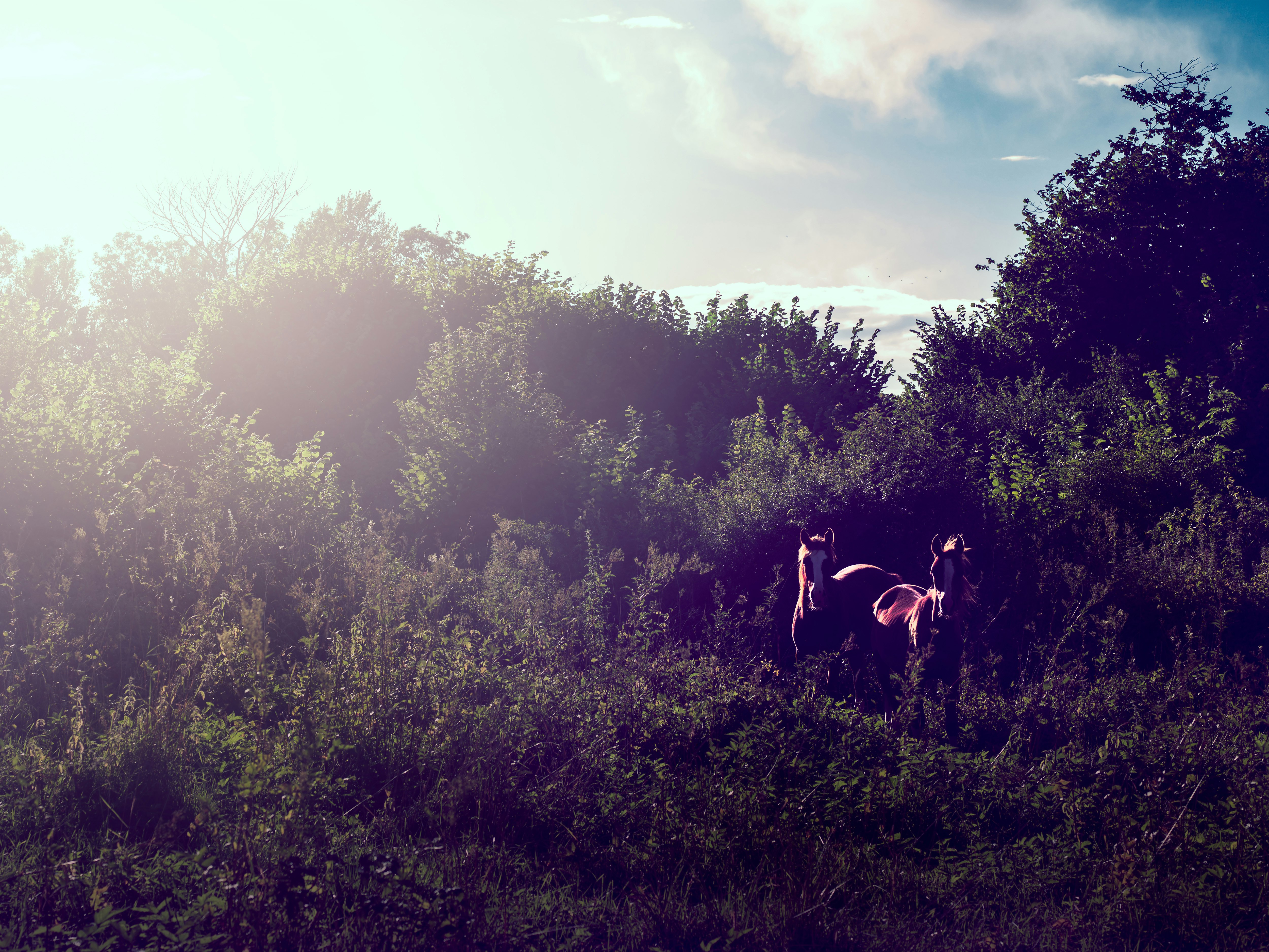 two brown horses near green leafed plants under blue sky